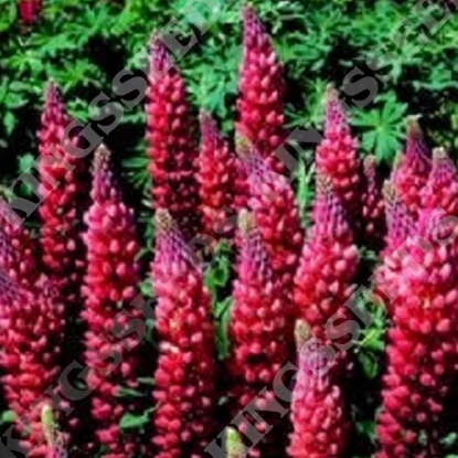 Picture of Lupin - Gallery Red